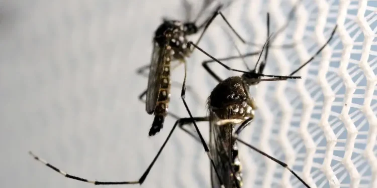 Mosquitos Aedes aegypti, principais transmissores do vírus Zika, em foco próximo sobre uma rede protetora.