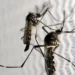 Mosquitos Aedes aegypti, principais transmissores do vírus Zika, em foco próximo sobre uma rede protetora.