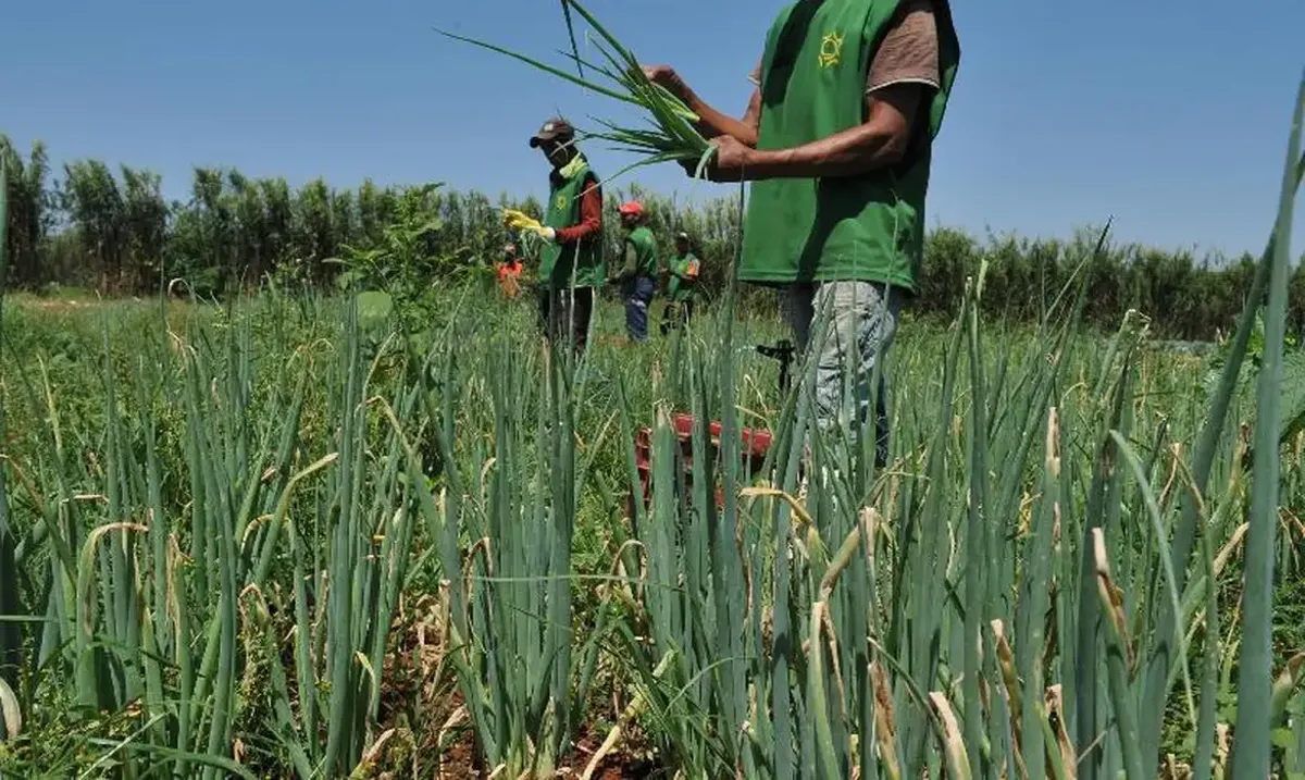 Trabalhadores rurais colhendo cebolas em campo