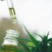 Conta-gotas com óleo dourado de CBD pingando em frasco de vidro, com folhas verdes de cannabis ao fundo em fundo desfocado