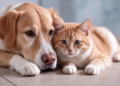 Cachorro e gato deitados juntos no chão.