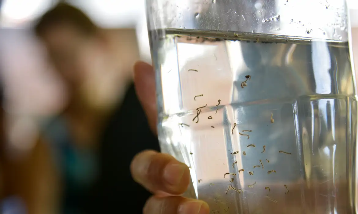 El Niño mais intenso: Ministério da Saúde alerta para aumento de dengue e chikungunya no Brasil 2 Copo de água transparente com larvas de mosquito visíveis sendo segurado por uma mão