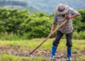 Trabalhador rural lavra solo com enxada em cenário verde.