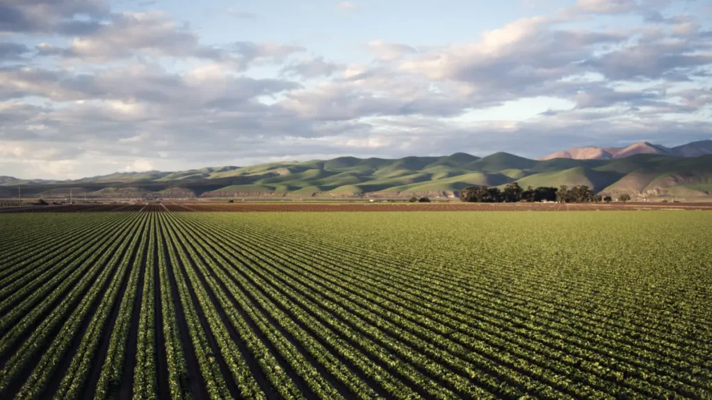 Plantação de vegetais em campo agrícola ao pôr do sol com montanhas ao fundo.