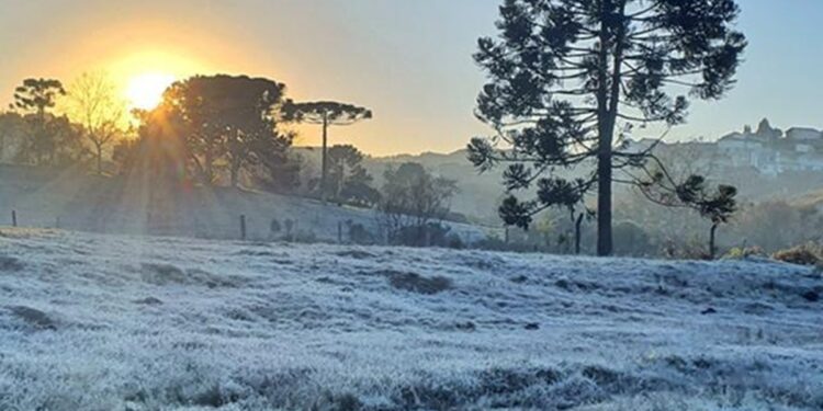 Campo coberto por geada ao amanhecer, com araucárias em silhueta e o sol nascendo ao fundo, em área rural do Sul do país.