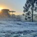 Campo coberto por geada ao amanhecer, com araucárias em silhueta e o sol nascendo ao fundo, em área rural do Sul do país.
